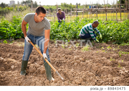 Amateur gardener hoeing soil before seedlings planting 89843475