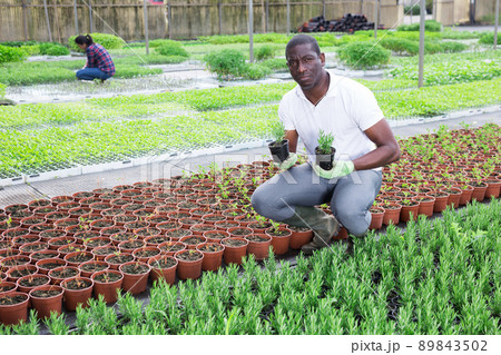 African american greenhouse owner checks rosemary and potted plants 89843502