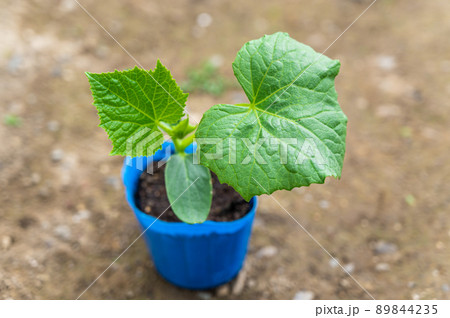 家庭菜園のポット苗　きゅうり 89844235
