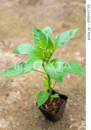 家庭菜園のポット苗　ピーマン 89844238