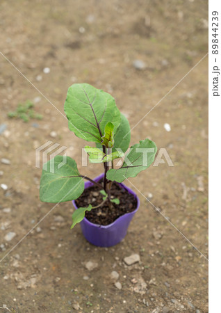 家庭菜園のポット苗　千両なす 89844239