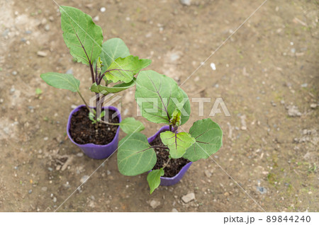家庭菜園のポット苗　千両なす 89844240
