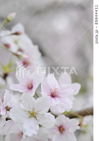 咲き乱れる満開の桜 咲き乱れる満開の桜 89844431
