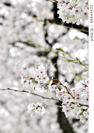咲き乱れる満開の桜 咲き乱れる満開の桜 89844435
