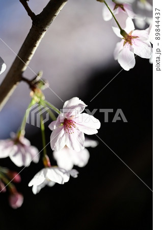 咲き乱れる満開の桜 89844437