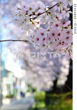 咲き乱れる満開の桜 咲き乱れる満開の桜 89844438