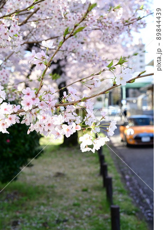 咲き乱れる満開の桜 咲き乱れる満開の桜 89844439