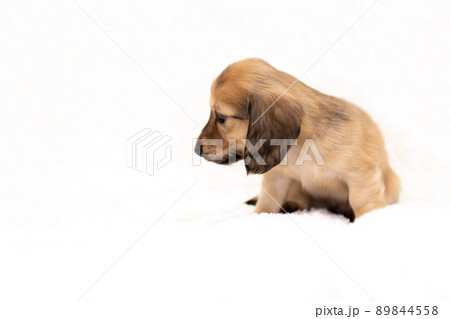 仔犬 カニンヘンダックスフンド 仔犬 カニンヘンダックスフンド 89844558