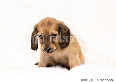 仔犬 カニンヘンダックスフンド 仔犬 カニンヘンダックスフンド 89844559