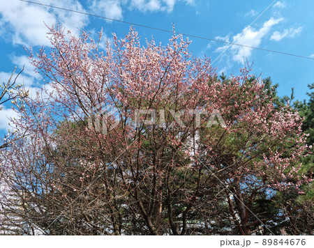 木 植物 桜 89844676