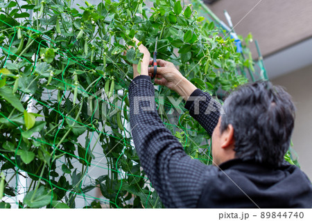 家庭菜園　スナップエンドウ　収穫 89844740
