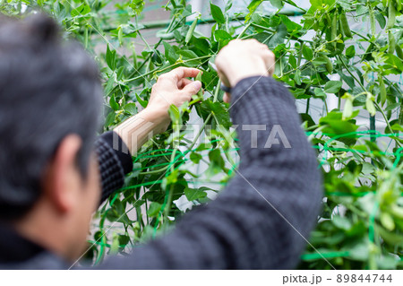 家庭菜園 スナップエンドウ 収穫 家庭菜園 スナップエンドウ 収穫 89844744