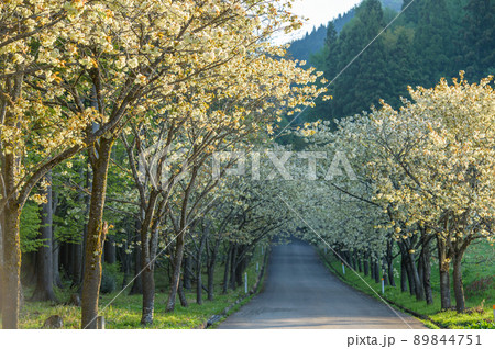 黄桜並木　清々しい朝の始まり　秋田県 89844751