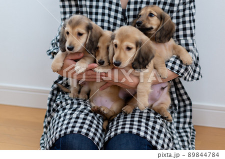 家族写真　仔犬　カニンヘンダックスフンド 89844784