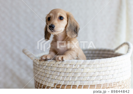 仔犬　カニンヘンダックスフンド 89844842