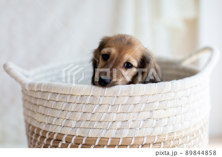 仔犬　カニンヘンダックスフンド 89844858