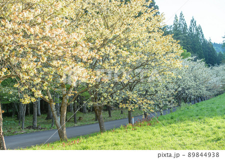 黄桜並木 清々しい朝の始まり 秋田県 黄桜並木 清々しい朝の始まり 秋田県 89844938