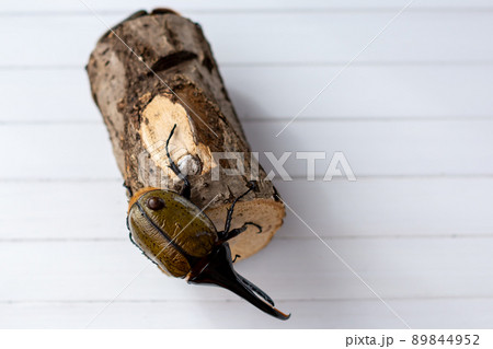 ヘラクレスオオカブト 89844952