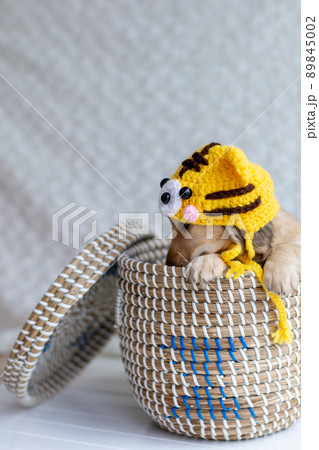 仔犬　カニンヘンダックスフンド 89845002