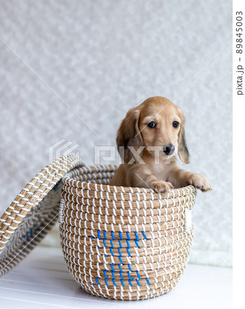 仔犬　カニンヘンダックスフンド 89845003