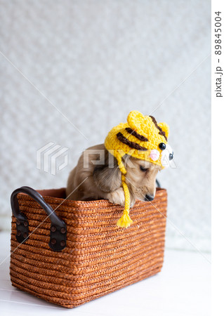 仔犬　カニンヘンダックスフンド 89845004