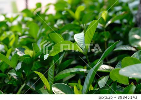 soft focus, green leaf background 89845143