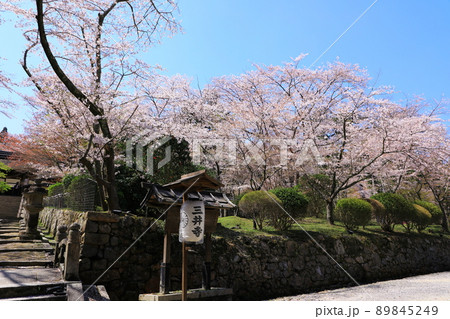 三井寺 青空と満開の桜 三井寺 青空と満開の桜 89845249