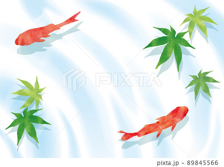夏の爽やかな水面と青紅葉と金魚 89845566