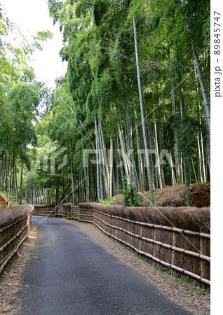 竹垣と竹林 89845747