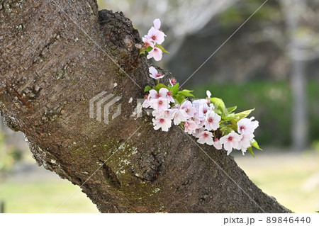 岩国市錦帯橋と桜 89846440