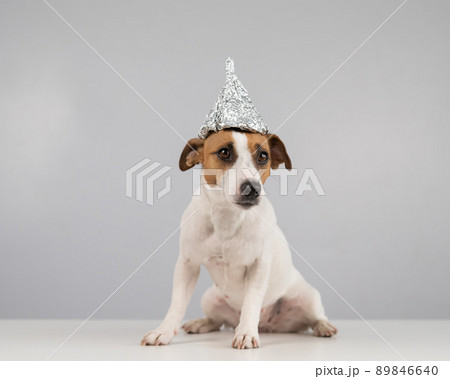 Portrait of a Jack Russell Terrier dog in a tinfoil hat on a white background. 89846640