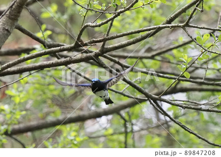 木々の間を飛ぶオオルリ 木々の間を飛ぶオオルリ 89847208