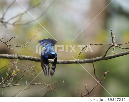 木から飛び立つオオルリ 89847212