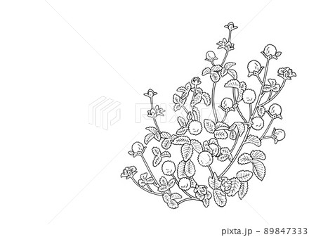 ヘビイチゴイラスト素材　線画 89847333