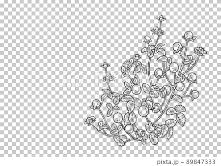 蛇草莓插圖素材線描 89847333