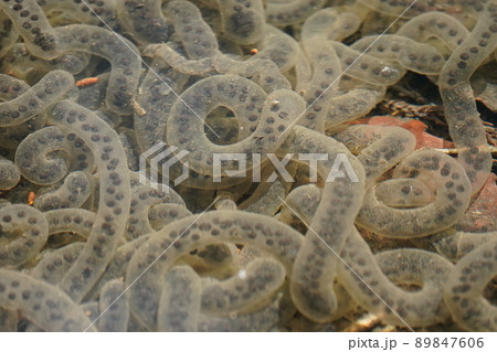 カエルの卵 89847606