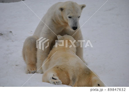 円山動物園シロクマお母さんララ03 円山動物園シロクマお母さんララ03 89847632