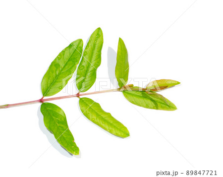 Close up Pomegranate, Punica apple leaves on white background. Close up Pomegranate, Punica apple leaves on white background. 89847721