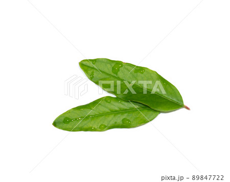 Close up Pomegranate, Punica apple leaves on white background. Close up Pomegranate, Punica apple leaves on white background. 89847722