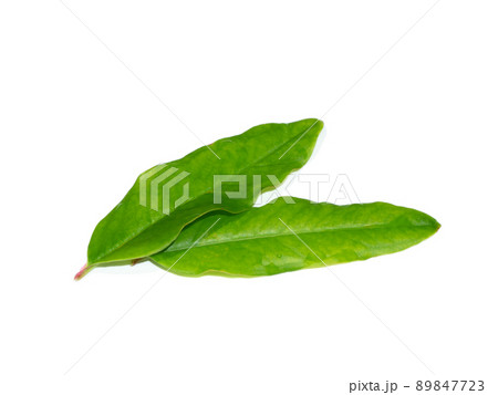 Close up Pomegranate, Punica apple leaves on white background. 89847723