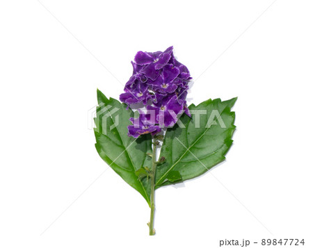 Close up Duranta, Pigeon Berry, Golden Dewdrop flower. Close up Duranta, Pigeon Berry, Golden Dewdrop flower. 89847724