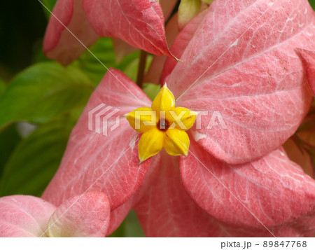Close up the dona flower. Close up the dona flower. 89847768