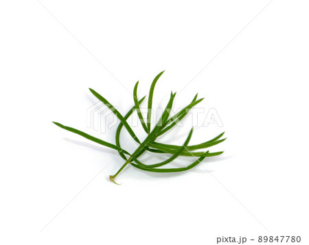 Close up leaves of Shatavari plant on white background. Close up leaves of Shatavari plant on white background. 89847780