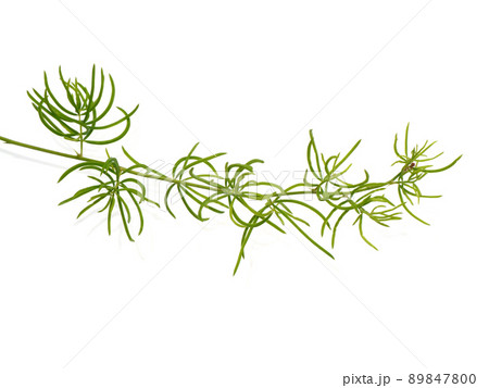 Close up leaves of Shatavari plant on white background. 89847800