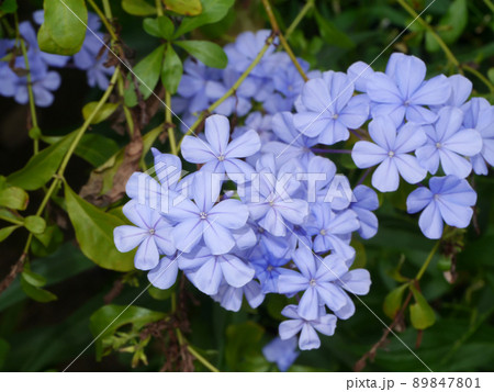 Blue flower of Cape leadwort in the garden. 89847801