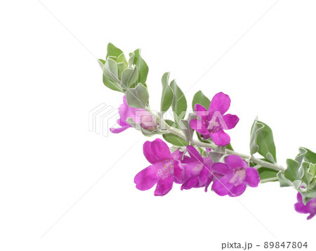 Close up Ash Plant, Barometer Brush, Purple Sage, Texas Ranger flower with leaves. 89847804