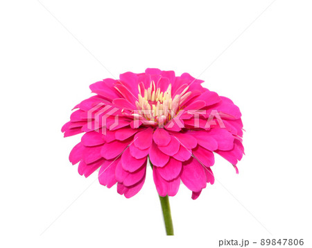 Close up pink Zinnia flower on white background. Close up pink Zinnia flower on white background. 89847806