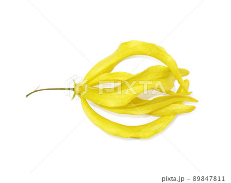 Close up Chinese Desmos flower on white background with soft shadow. Close up Chinese Desmos flower on white background with soft shadow. 89847811