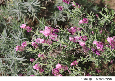春の日本の公園に咲くピンク色のラベンダーの花（ピンクロリポップ） 89847996