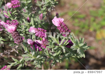 春の日本の公園に咲くピンク色のラベンダーの花（ピンクロリポップ） 89847997